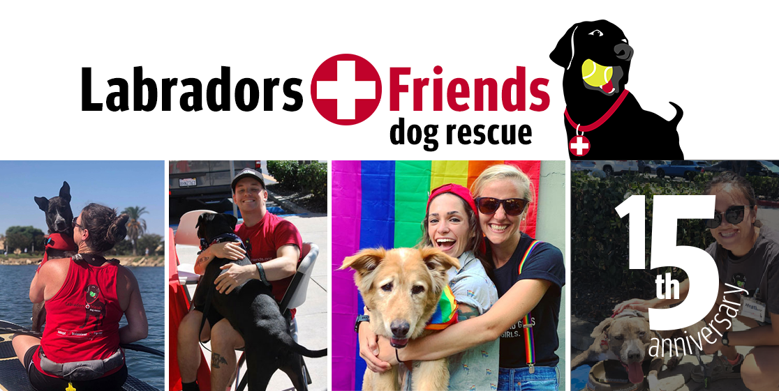 Labradors and Friends dog rescue, site banner with black dog